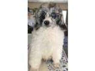 Mutt Puppy for sale in Lowell, OR, USA