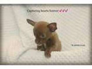 Chihuahua Puppy for sale in Sanford, NC, USA