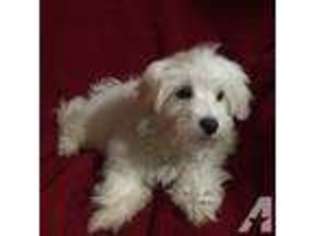 Maltese Puppy for sale in WINCHESTER, IN, USA