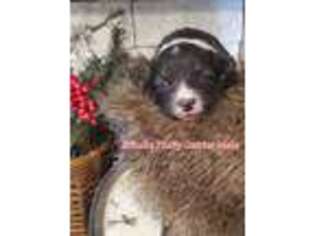 Cardigan Welsh Corgi Puppy for sale in Piqua, OH, USA