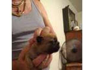 French Bulldog Puppy for sale in Farmville, NC, USA