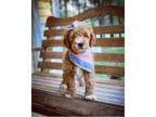 Goldendoodle Puppy for sale in Denton, NC, USA
