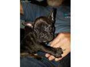 Mutt Puppy for sale in Pe Ell, WA, USA