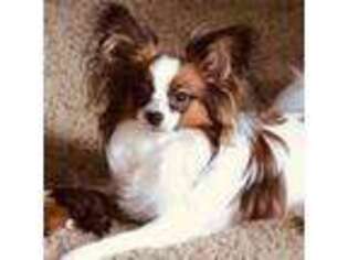 Papillon Puppy for sale in Holiday, FL, USA