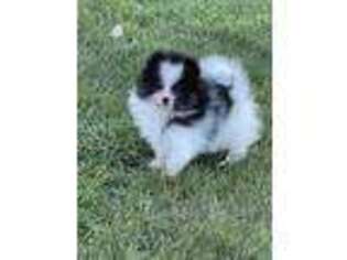 Pomeranian Puppy for sale in Iona, MN, USA
