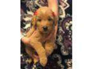 Goldendoodle Puppy for sale in Edgewood, TX, USA