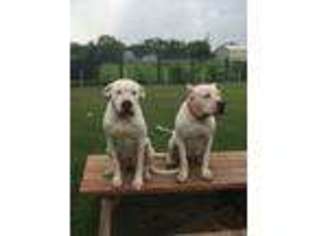Dogo Argentino Puppy for sale in Needville, TX, USA