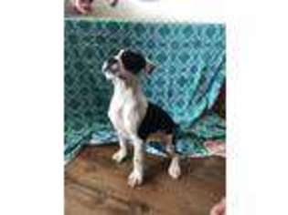 American Bulldog Puppy for sale in Cincinnati, OH, USA
