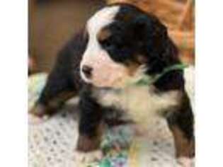 Bernese Mountain Dog Puppy for sale in Jones, OK, USA