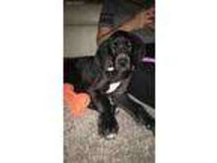 Great Dane Puppy for sale in Clinton Township, MI, USA