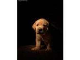 Labrador Retriever Puppy for sale in Moodus, CT, USA