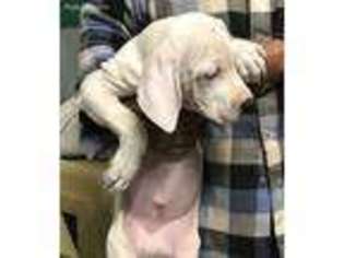 Dogo Argentino Puppy for sale in Roanoke, VA, USA