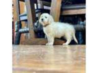 Mutt Puppy for sale in Stony Brook, NY, USA