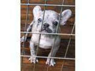 French Bulldog Puppy for sale in Lizella, GA, USA