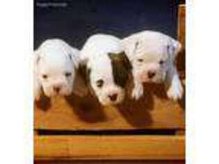 Bulldog Puppy for sale in Fairfield, OH, USA