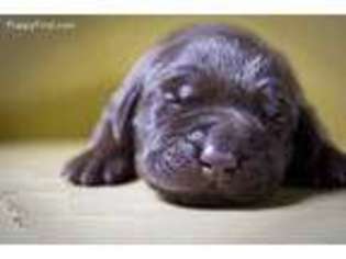 Labrador Retriever Puppy for sale in Wagener, SC, USA