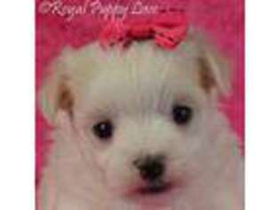 Maltese Puppy for sale in Shawnee, OK, USA
