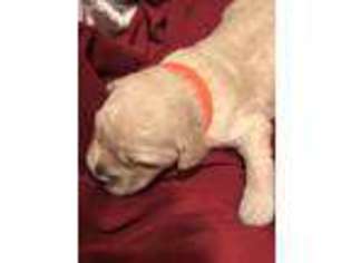 Goldendoodle Puppy for sale in Monteagle, TN, USA