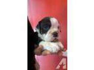 Bulldog Puppy for sale in SPARTANBURG, SC, USA