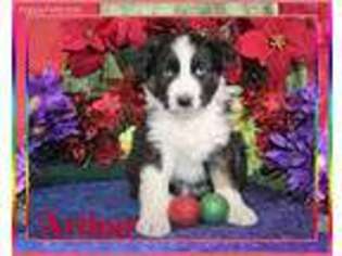 Australian Shepherd Puppy for sale in Belen, NM, USA