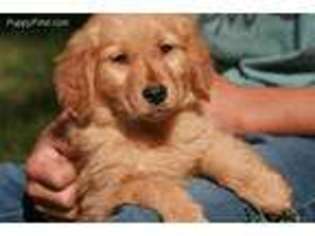Golden Retriever Puppy for sale in Templeton, CA, USA