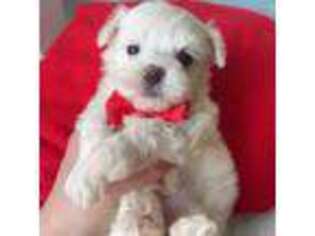 Maltese Puppy for sale in Alameda, CA, USA