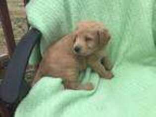 Labradoodle Puppy for sale in Easley, SC, USA