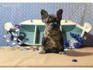 French Bulldog Puppy for sale in Hartville, MO, USA