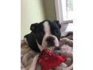Boston Terrier Puppy for sale in Crystal Lake, IL, USA