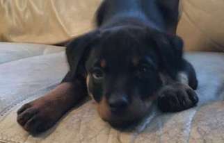 Rottweiler Puppy for sale in Wilmington, IL, USA