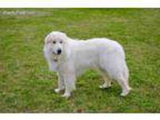 Great Pyrenees Puppy for sale in Jefferson, NC, USA