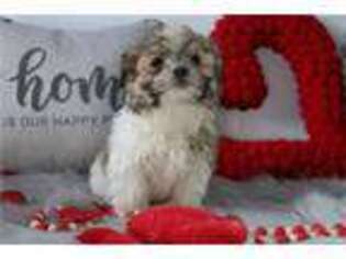 Mal-Shi Puppy for sale in Battle Creek, MI, USA