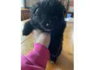 Pomeranian Puppy for sale in Decker, MI, USA