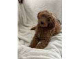 Goldendoodle Puppy for sale in Fair Lawn, NJ, USA