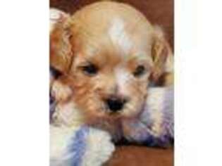 Cavachon Puppy for sale in Doon, IA, USA