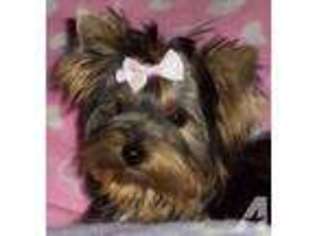Yorkshire Terrier Puppy for sale in LAS CRUCES, NM, USA