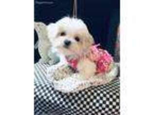 Maltese Puppy for sale in Nashville, TN, USA