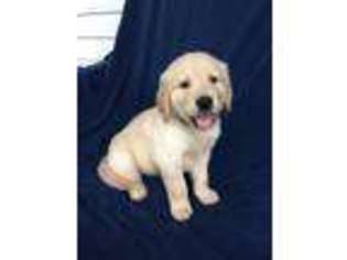 Golden Retriever Puppy for sale in Golden City, MO, USA