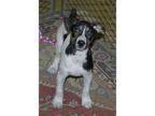 Rat Terrier Puppy for sale in ROCKY HILL, CT, USA