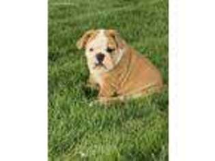Bulldog Puppy for sale in Stromsburg, NE, USA