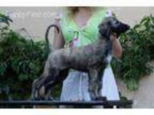Afghan Hound Puppy for sale in Atlanta, GA, USA