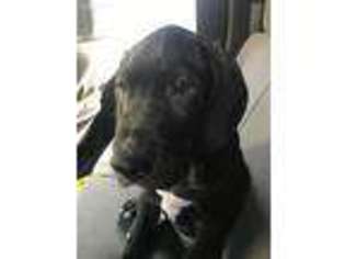 Great Dane Puppy for sale in Chico, CA, USA