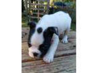 French Bulldog Puppy for sale in Rocky Point, NC, USA