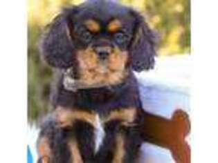 Cavalier King Charles Spaniel Puppy for sale in Lagrange, IN, USA
