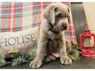 Labrador Retriever Puppy for sale in Hubbard, IA, USA