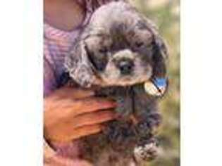 Cocker Spaniel Puppy for sale in South Gate, CA, USA