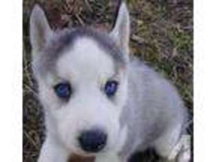 Siberian Husky Puppy for sale in PEEBLES, OH, USA