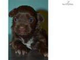 Shorkie Tzu Puppy for sale in Stillwater, OK, USA