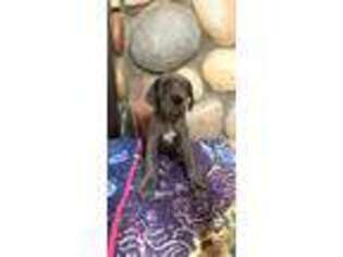 Great Dane Puppy for sale in Buena Vista, GA, USA