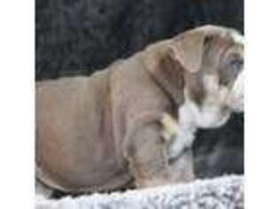 Bulldog Puppy for sale in Wallingford, KY, USA